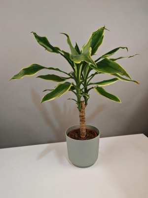 Комнатное растение Драцена