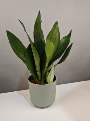 Комнатное растение Сансевиерия 