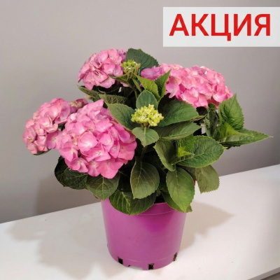 Горшечное растение Гортензия  