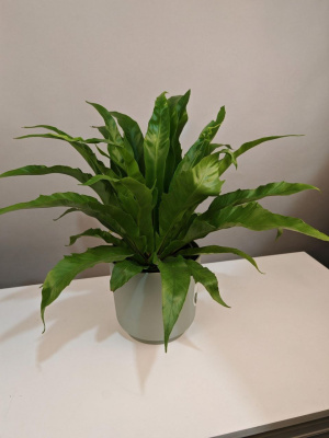 Комнатное растение Асплениум