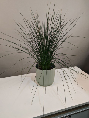 Комнатное растение Джункус