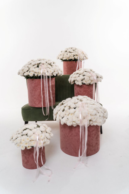 Подарочный набор с белыми хризантемами