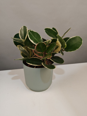 Комнатное растение Хойя