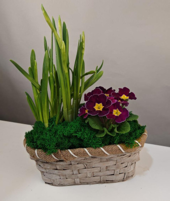 Корзина с примулой и гиацинтами Весеннее утро Амелия