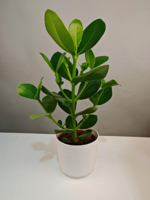 Комнатное растение Клузия