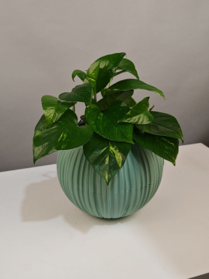 Комнатное растение Эпипремнум