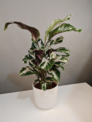 Комнатное растение Калатея