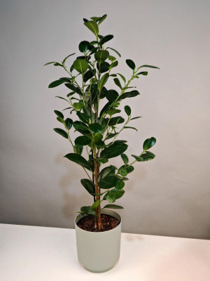 Комнатное растение Фикус микрокарпа