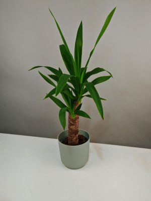 Комнатное растение Юкка