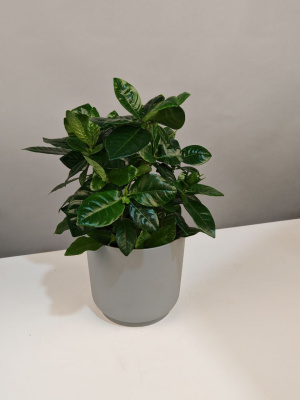 Комнатное растение Гардения