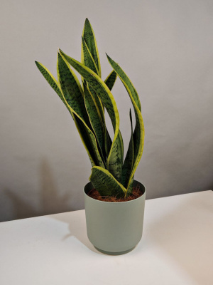 Комнатное растение Сансевиерия с желтым кантом