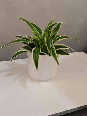 Комнатное растение Хлорофитум