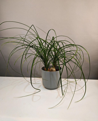 Комнатное растение Нолина