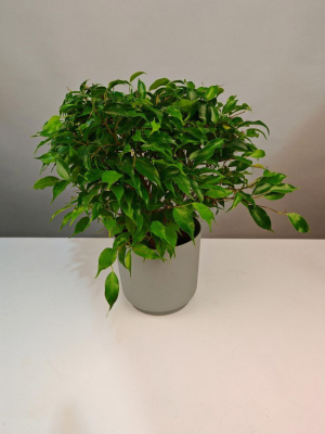 Комнатное растение Фикус бенджамина